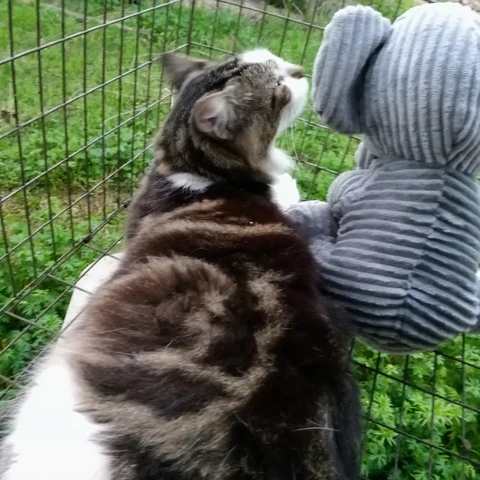 Tabby and white cat sitting in a window catico with a stuffed animal