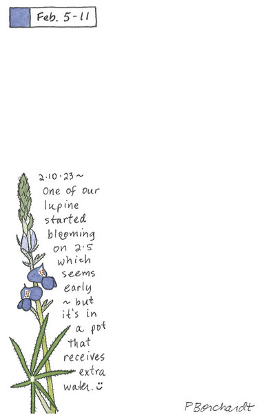 Perpetual Journal watercolor art of a lupine which started to bloom in early February in Tucson.