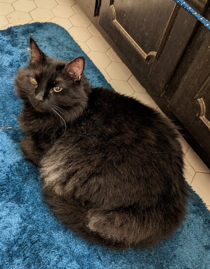 Black cat Merlin sitting on blue rug