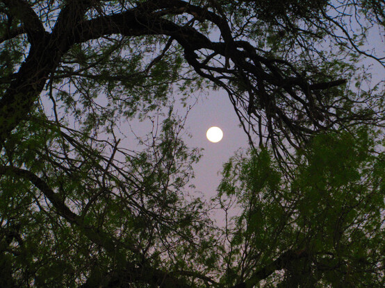 The full moon in a faded purple-blue sky is framed by the gnarly branches and tiny leaves of an old mesquite tree.