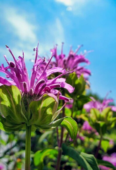 Photo of purple flowers, with a focused close up on the front-most flower, and a gentle blur on the flowers behind it. Behind the flowers is a blue sky with light clouds.