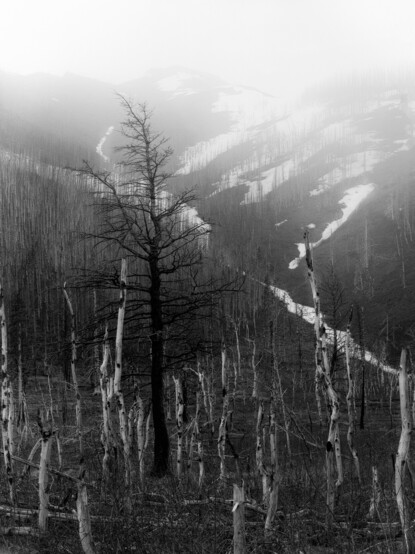 A burned tree carcass amongst burned stumps set in front of a snow fog shrouded mountain scene from the Canadian Rockies.