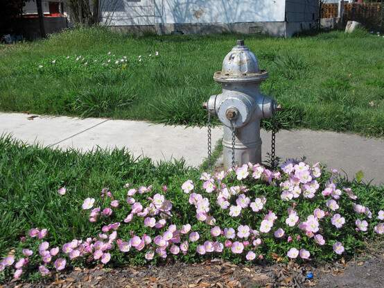 Small flat pink flowers scattered across the grass in front of a fireplug and a sidewalk. Grass is tall and wild.