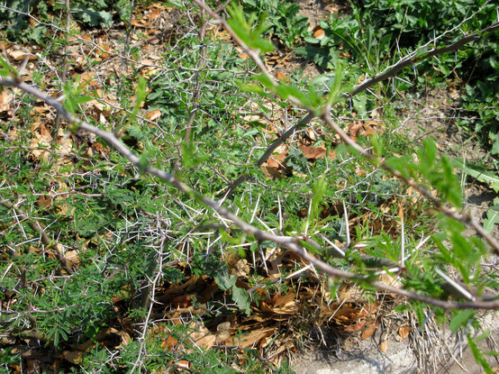 Long branches with wispy leaves in front of grass and leaf litter.
Long straight thorns cover the branches.
