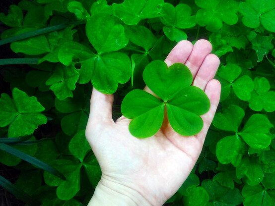 A batch of green clovers with one being held in my hand.