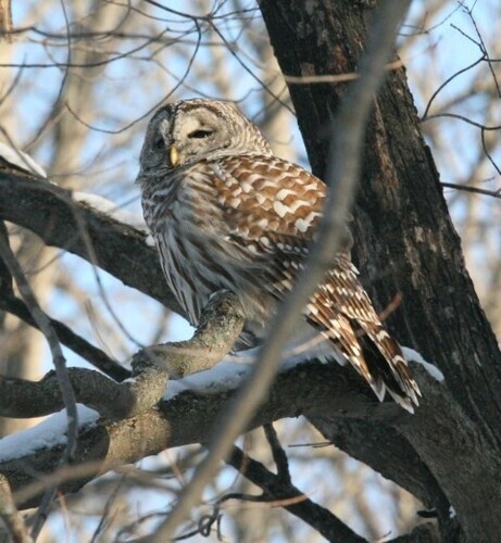 A barred owl perched in a tree