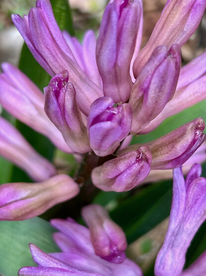 The buds of a purple hyacinth are reaching toward the viewer as they begin to open.