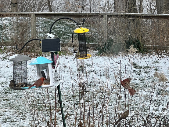 Three bird feeders hanging from a shepherd's crook in the garden. One has a gray roof, one has a yellow roof, and one has a blue roof. The one with the blue roof has a camera and an attached solar panel. 