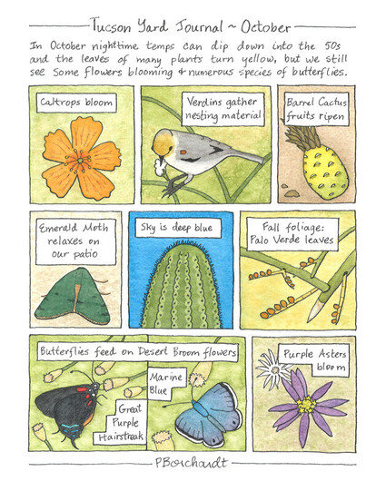 Tucson Yard Journal ~ October watercolor and pen art of nature seen in my yard in October including flowers, birds, moths, butterflies, and leaves turning yellow.