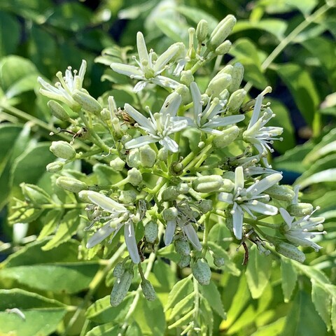 A profuse inflorescence of curry flowers. Most of the buds are green and not yet open but a few are opened. The opened flowers have thin white petals, green pÃ­stela and whitish stamens and yellow to white anthers. You can see the green curry leaves out of focus in the background. 