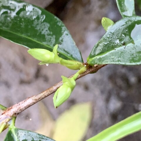Unopened buds of a cherry of the Rio Grande. They are light green. The leaves are dark green. The leaves a wet bc I just watered it. Thatโs when I noticed the flowers.