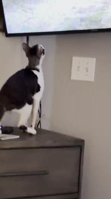 Black & white Cornish Rex cat standing up & slapping at a Guinea pig on TV. Calls it his bird box. 