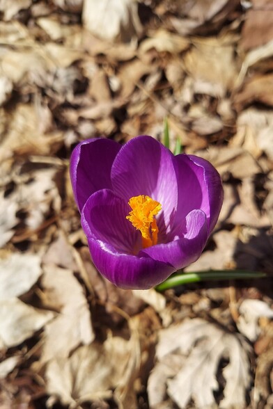 A purple crocus flower amongst a bed of dried brown leaves.