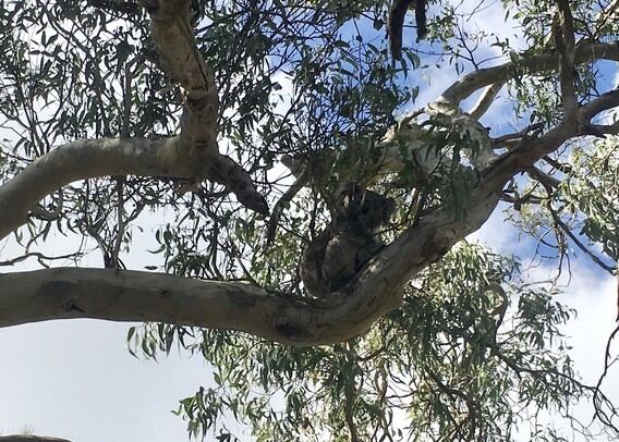 Koala in tree