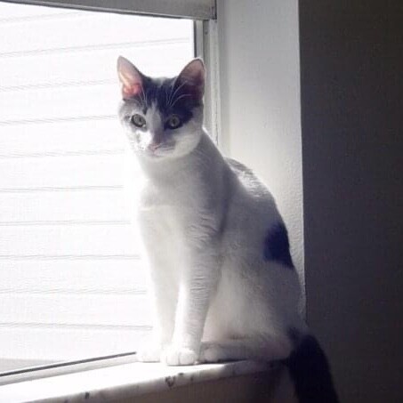 White cat with gray markings sitting on a window sill with bright light on left side