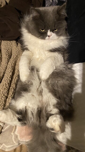 My grey and white Persian cat, Little Man, laying on his back in bed. 