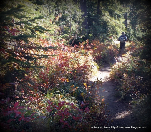 Shonin's friend on the trail. Oregon cascades, fall 2012. View includes huckleberries, Douglas fir, mountain hemlock.