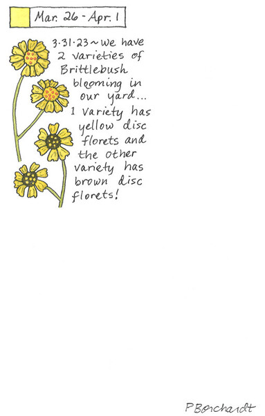 Perpetual Journal watercolor and pen art of two varieties of Brittlebush flowers - some with yellow disc florets & others with brown disc florets.