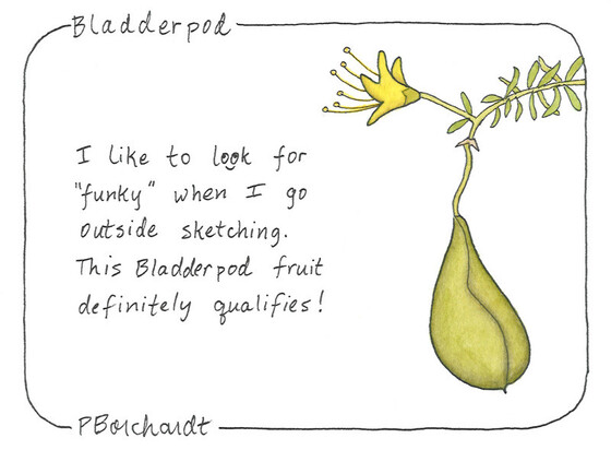 Watercolor and pen art of a Bladderpod flower and fruit, Tucson, AZ, USA
