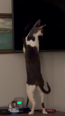 Black & white cat standing up patting black tv screen. 
