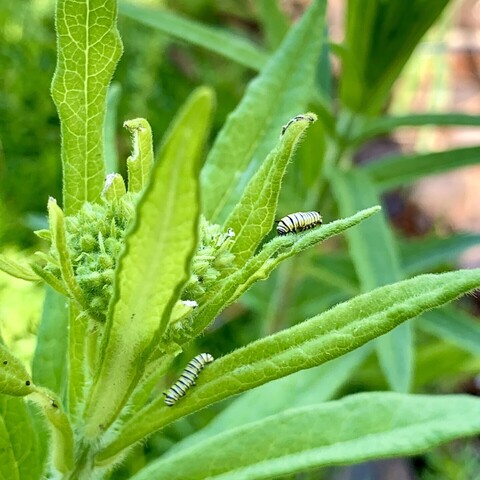 A close up of a milkweed plant and two tiny monarch butterfly caterpillars. The milkweed plant is a total spike of thin velvety green leaves, and a dense inflorescence at the top. The inflorescence here has not opened and they are just green buds. ￼

There are two very small caterpillars nibbling on the leaves. One is on a leaf at the top adjacent to the inflorescence and you can see it’s black soft bulbous antennae. The other caterpillar is on a leaf further down and it’s head is nibbling over the end of a leaf. The caterpillars are so tiny you can barely distinguish the yellow and white stripes between the black stripes. Very cute. 
