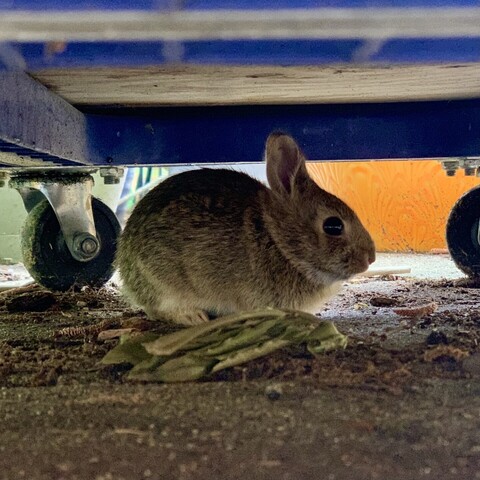 Another baby bunny sits underneath a blue dolly. The ground is concrete and there are a few leaves. Behind the dolly is a bright orange pot. The dolly casts a lot of shade over the bunny. It is is scrunched up into a furry blob that makes it look chubby. His nose is pointing right and his bum is to the left. He is staring at the camera. His ears are small and he doesn’t have as white a collar as its likely sibling. 