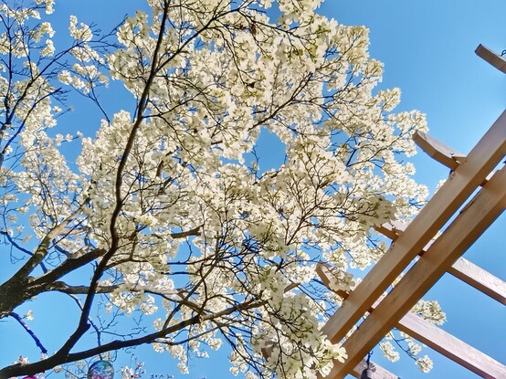A picture of a small tree blooming with white flowers against a very blue sky