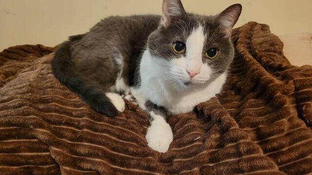 Tuxedo cat Gertie on brown corduroy bed spread