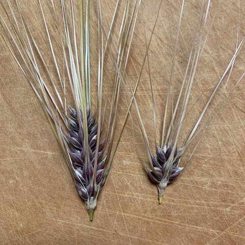 The pic shows two trimmed heads of purple pearl barley. The one on the left is three times as large as the one on the right. The seeds (rachis) are a dark magenta-ish purple. It has along silvery white awns spiking out from the tops. 

If you can imagine a bunch of purple tadpoles with long straight tails feeding at a trough, that is roughly what it looks like. 
