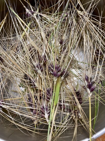 A bowl full of trimmed purple barley heads. You mostly see the dried awns scattered, striping in every direction. The purple awns are sort of concealed in the clutter. 