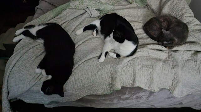 Three cats sleeping at the foot of the bed. From left to right is Oreo, Mr. Minx and Elsa. 
