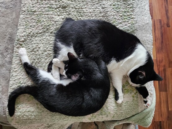 Two tuxedo cats laying together on a bed, Oreo and Mr. Minx.