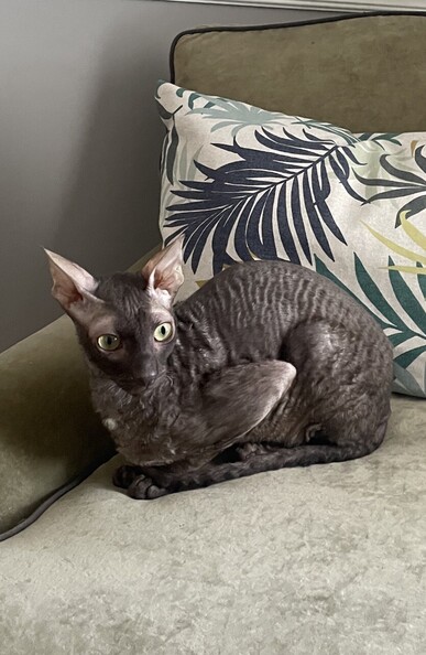 Cornish Rex cat chocolate color on an olive green chair. 