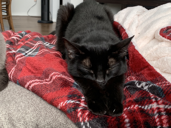 Black cat laying down with his butt in the air and his forepaws stretched out in front of him like a sleeping superman