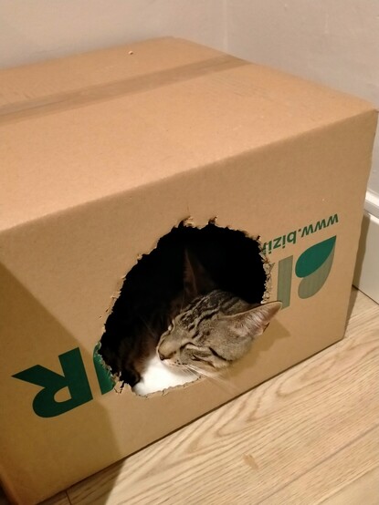 Gato atigrado gris con rayas negras y tripa blanca dormido con la cabeza apoyada en la abertura circular de una caja que usa como cueva y el resto del cuerpo dentro de la caja.