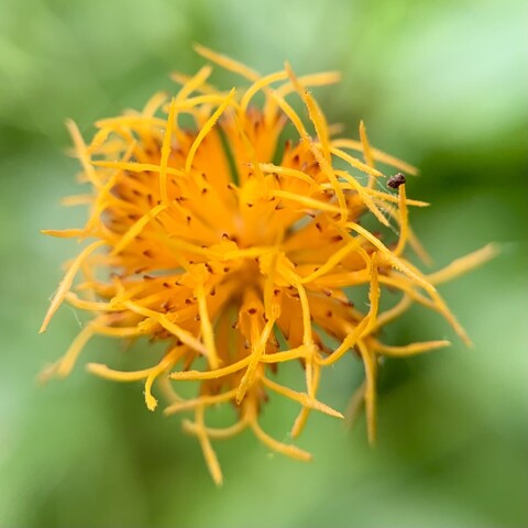 Close up of longevity spinach flower or to be precise, floret. It looks a bit like a dandelion on LSD. The individual flowers in the floret are orange tubes darkening to red tips with 2 long yellow filaments sticking out of each flower. It’s an orange explosion.  