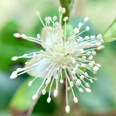 A close up of a pitangatuba flower. You can barely see the four white petals faded into the background. What you mostly see is an explosion of dozens of white stamens. The filaments are long and white and the anthers are a light cream color and flattened ball shaped. You barely notice the pistil at the center that is a white teardrop shape terminating in a green stigma. 

The background is faded shades of green. 
