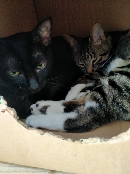 Dos gatos de uno siete meses acurrucados en una caja. El de la izquierda es negro y tiene los ojos amarillos entrecerrados. El de la derecha es atigrado (gris y negro con las patitas blancas) y tiene los ojos casi cerrados.