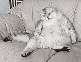 A big fat cat sitting like a human on a leather sofa.