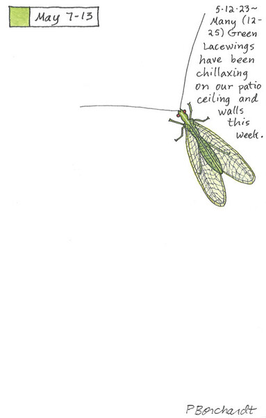Perpetual Journal watercolor, colored pencil and pen art of a Green Lacewing (1 of 25 Green Lacewings chillaxing on our patio ceiling and walls).