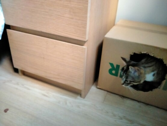 Gato atigrado gris y negro que asoma la cabeza por una caja de cartón al ver una chuche.