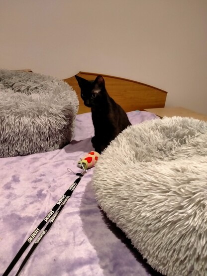 Gato negro sentado en una cama entre dos camas de gato, con las orejas levantadas mirando un juguete hecho con calcetines y una cuerda. 