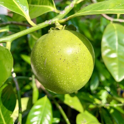 A plump round black sapote. The fruit is shiny and green with white speckles. There are a few black specks as well. The background is faded green from leaves. 

You know the fruit is ready to pick when the calyx has lifted off the fruit and it hasn’t done so yet. 