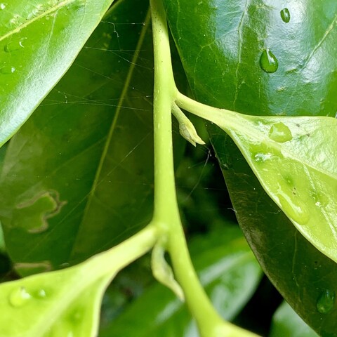 A close up of two baby black sapote flower buds. One is in focus towards the top and the other is out of focus and towards the bottom of the pic. They are emerging from the corner of a single leaf for each bud on a green stem. The flowers look like a tiny green ball with two leaves holding it in place. In the background are dark glossy mature leaves. The foreground leaves are new and lighter green. 