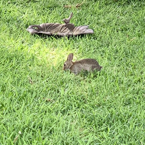 Bunnytrix Hopper is nibbling on grass in my neighbor’s lawn. There is an iron birdbath behind it. The rabbit is getting bigger and is not quite a baby anymore. 