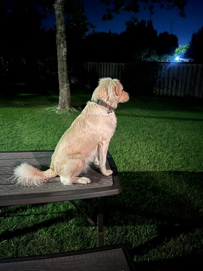 Blonde medium sized dog sitting on a table set  in a yard of green grass in front of a tree. Itâ€™s nighttime and you can see a street lamp in the distance. The only color comes from the grass and a tree thatâ€™s behind the street light. All other trees are black against a deep, dark blue sky. 