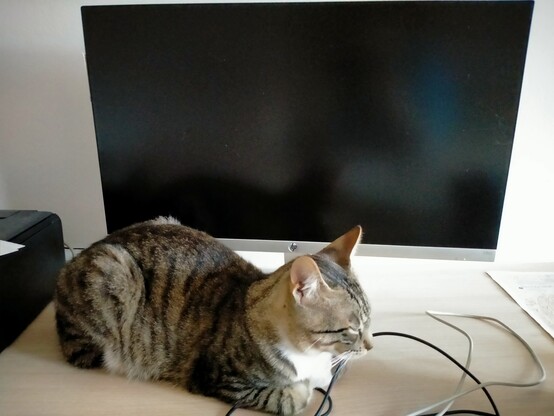 Gato atigrado tumbado tranquilamente con los ojos cerrados en mi escritorio, entre los cables del teclado y el monitor.