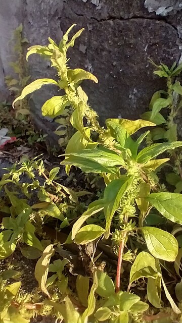 A small weed whose flowers seem to wrap around is stem in a spiral, growing against a cinder block wall.