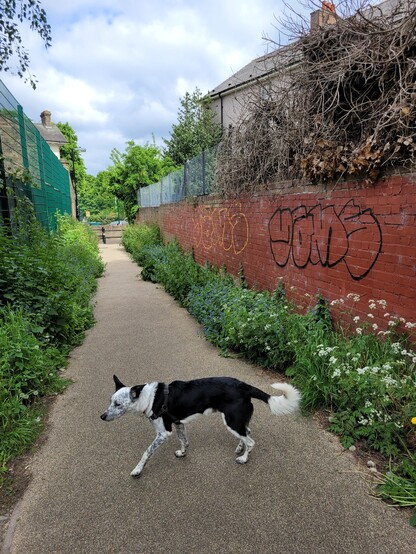Path lined with weeds and a collie dog