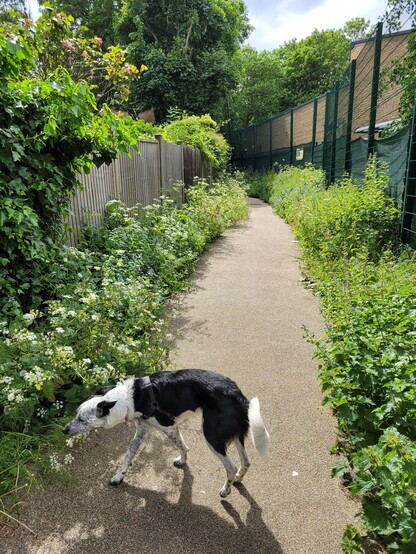 Alley or path lined with weeds and a collie dog